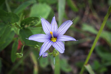 Macro Of A Blue Eyed Grass Flower