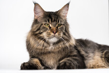 Lovely Longhair Cat Breed Maine Coon Cat. Portrait Of Mackerel Tabby Male American Longhair Cat Looking At Camera, Lying On White Background. Studio Shot.