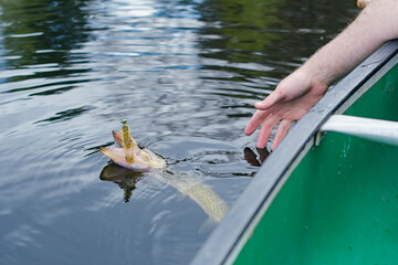 Pickerel fish caught from a boat on fresh water lake, during early spring