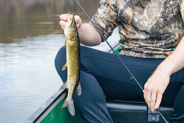 Pickerel fish caught from a boat on fresh water lake, during early spring