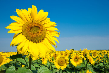 Fotomurales - Sunflower field with cloudy blue sky
