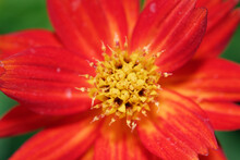 Decorate Botany Coreopsis Flower At Marco Range Wallpaper Detail Abstract