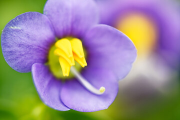 Persian violet, Exacum affine small purple flower closeup beauty banner plant hobby