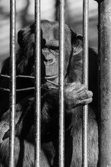 Poster - chimp in the zoo