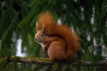 Canvas Print - squirrel on a tree