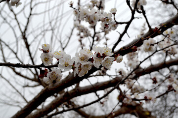 Wall Mural - Beautiful floral spring abstract background of nature. Spring white flowers on a tree branch. Apricot tree