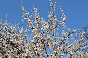 Wall Mural - Apricot tree. Spring white flowers on a branch. For easter and spring greeting cards