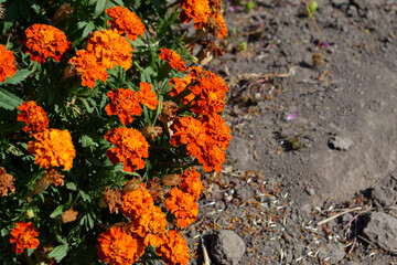 Flower Marigold. Beautiful floral autumn abstract background of nature. Tagetes erecta