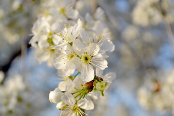 Wall Mural - Natural garden background with branches of cherry flowers. Prunus subgen. Spring