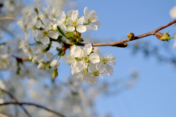 Wall Mural - Background with branches of cherry flowers