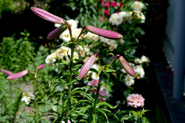 Wall Mural - Lily. Lilium. Luxurious large flowers in a pleasant smell. Beautiful flower abstract background of nature. Summer landscape. Perennial. Beautiful white lily buds. Summer flower bed