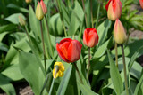 Fototapeta Tulipany - Beautiful flower abstract background of nature. Spring landscape. Tulip. Tulipa