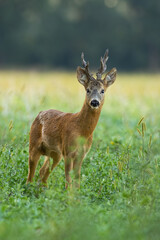 Wall Mural - roe deer, capreolus capreolus, standing on meadow in summer in vertical shot. roebuck with strong an
