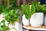 Fototapeta  - Tropical houseplant called 'Maranta Leuconeura Lemon Lime' in flower pot on table with copy space