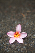 Pink Frangipani Flower On Stone Path With Water Droplets.