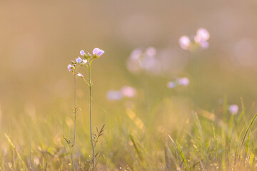 Idyllic spring meadow