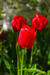 Blurred background. Tulip. A purple flower grows. Bright floral background. Blooming red tulip flower on a blurred background. Bright wallpaper Spring flowers.
