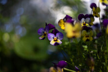 Blooming Pansies Against Blurred Background