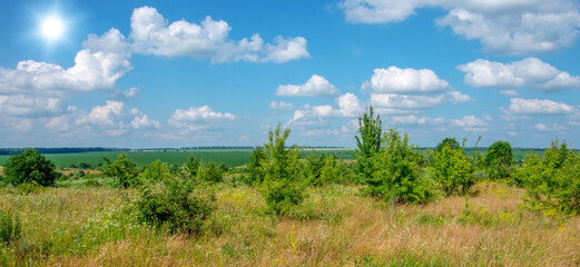 Wall Mural - green meadow and blue sky with clouds in summer