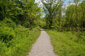 Wall Mural - Centered gravel path in green grass leads into woods