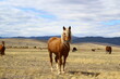 Palomino horse portrait looking at camera on Spring Meadow under cloudy blue sky