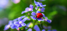 Red Ladybug On A Purple Flowers, Beautiful Insects In Nature