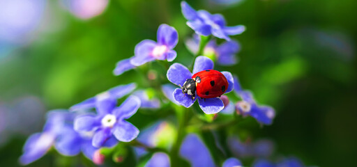 Red ladybug on a purple flowers, beautiful insects in nature