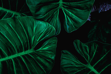 closeup nature view of tropical leaf background, dark tone concept