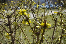 Half Opened Yellow Flowers And Buds Of Forsythia In March
