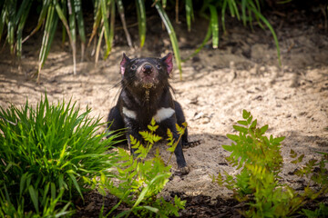 Wall Mural - devil bear mammal or tasmanian devil