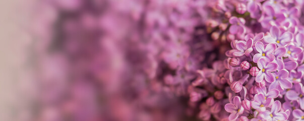 Wall Mural - Beautiful floral spring background, banner with lilac branches. Lilac close-up, blurred bokeh background, sunlight. Lilac and pink flowers. 