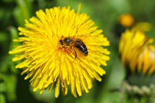 Yellow Dandelions With A Bee. The Honey Bee Collects Nectar From A Dandelion Flower. Close Up Of Yellow Dandelion Flowers. Bright Dandelion Flowers On A Background Of Green Spring Meadows. Macro.