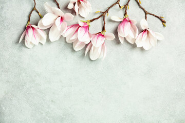 Wall Mural - spring magnolia flowers on grey stone background