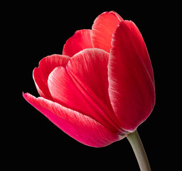 Wall Mural - Tulip red isolated close up on black background