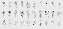 Bundle Of Detailed Botanical Drawings Of Blooming Wild Flowers. Black And White Doodle Blossom. Decorative Floral Elements Set. Vector Illustration 