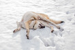 Pies leżący na śniegu w śmiesznej pozycji 