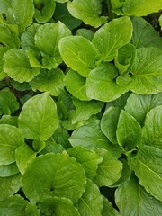 A collection of lush green leaves