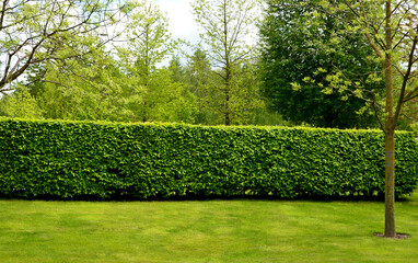 hornbeam green hedge in spring lush leaves let in light trunks and larger branches can be seen natural separation of the garden from the surroundings can withstand drought 