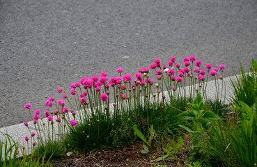 Wall Mural - is a perennial, dense herb, grows naturally on rocks and cliffs, salty soils or sands on the flower of low purple flowers. bunch of pink low sentences at the curb of the road in the flowerbed