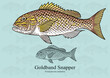 Goldband Snapper. Vector illustration with refined details and optimized stroke that allows the image to be used in small sizes (in packaging design, decoration, educational graphics, etc.)