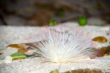 Wall Mural - Barringtonia flower also known as sea poison tree on the beach. soft focus