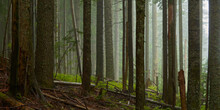 Panorama Of The Foggy Moody Wet Forest On A Rainy Day.