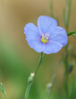 Single blue flax flower in the blurred background