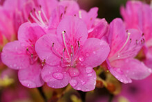 Pink Rhododendron Flowers With Raindrops On The Pestles And Petals