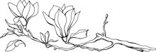 Magnolia Flower, Magnolia Tree Branch. Vector Image, Black Line