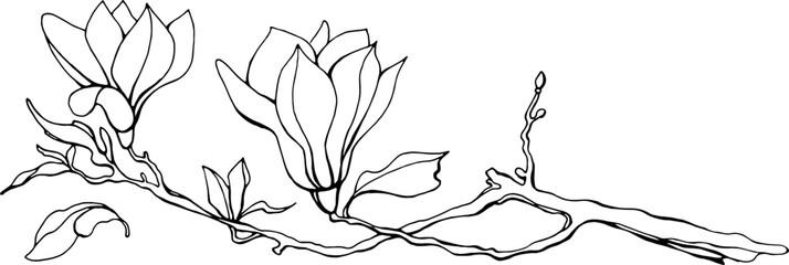 Magnolia flower, magnolia tree branch. Vector image, black line