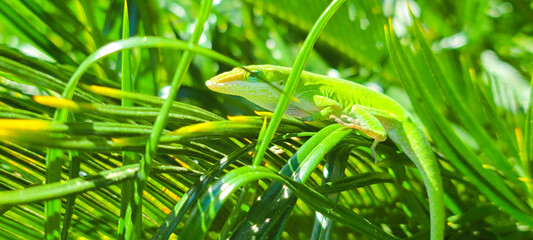 green grass with dew drops