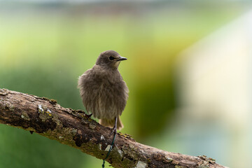 stare vögel