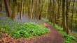 Footpath through Park Bluebell Wood, Park Wood also known as Bothal Wood due to its location next to the small village in Northumberland, is full of bluebells at springtime