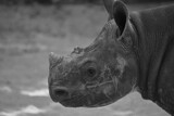 Fototapeta Zwierzęta - Baby black rhino
